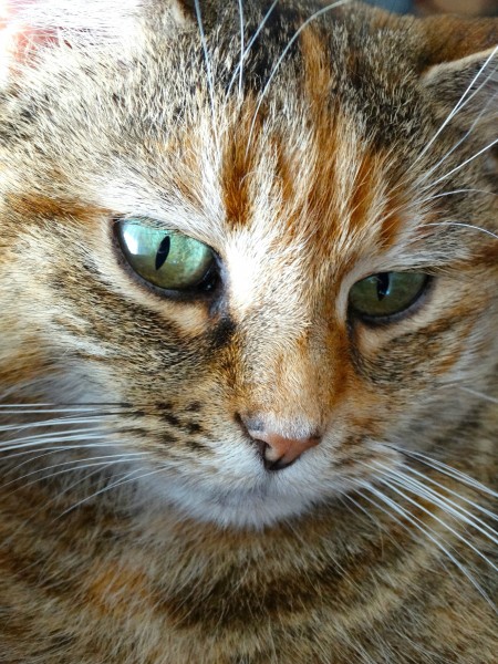 Diabetic cat -insulin-2