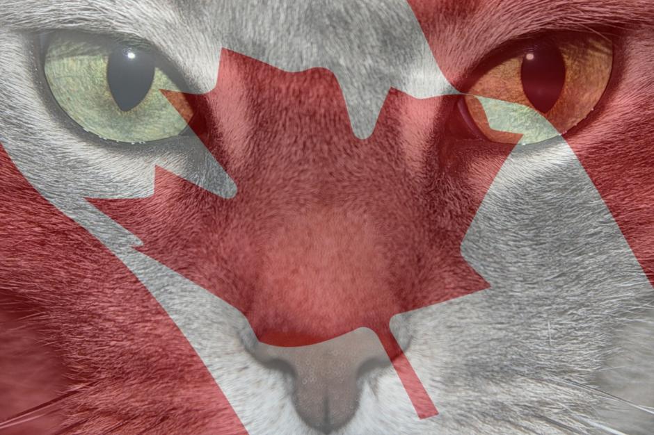 Feline Diabetes Canada