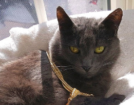 Smokey no longer needs insulin after being diabetic for 7 years